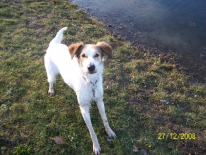 Photo de Bambie, corniaud Border Collie Setter anglais