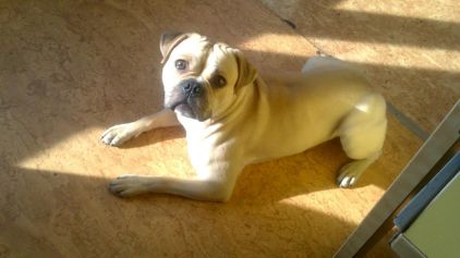 Photo de freitas, Carlin crois� Staffordshire Bull Terrier