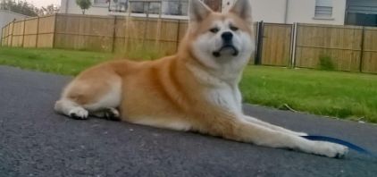 Photo de Milla, Akita pure race