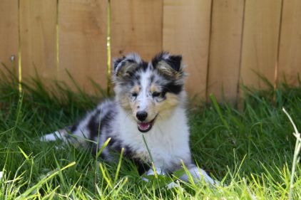 Photo de Princesse de la Vall�e Du Petit Pr�, Shetland pure race