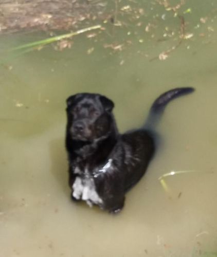 Photo de Tarzan, corniaud Labrador Retriever Shar Pei