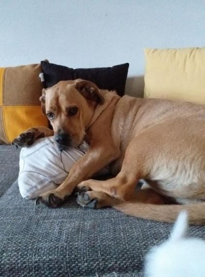 Photo de heaven, Basset fauve de Bretagne crois� Labrador Retriever