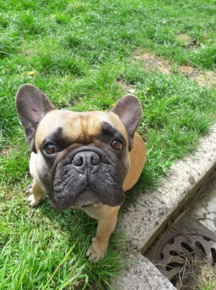 Photo de Boo, Bouledogue fran�ais pure race