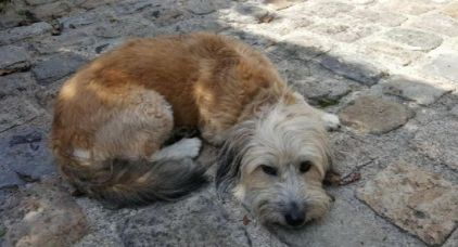 Photo d'Ila, Border Collie crois� Lhassa apso