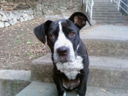 Photo de Keops, American Staffordshire terrier crois� Dogue argentin