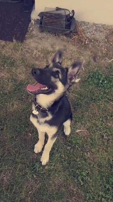 Photo de Narko, Berger Allemand crois� Border Collie