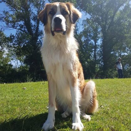 Photo d'Or�o, Saint-bernard crois� Border Collie