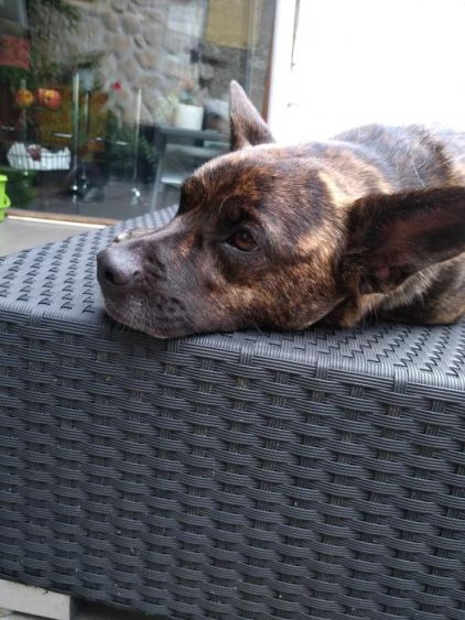 Photo de Nala, Bouledogue fran�ais crois� Berger hollandais