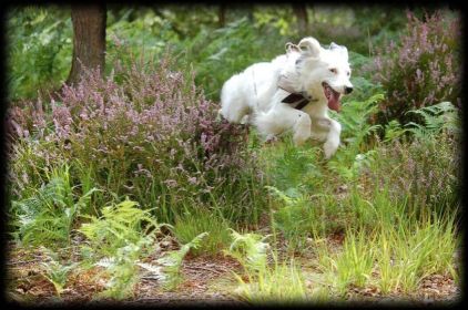 Photo de Douchka, Border Collie crois�