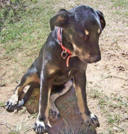 Photo de Scooby, Labrador Retriever crois� Malamute de l'Alaska