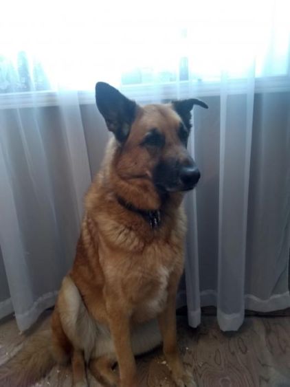 Photo de Youri, Berger Allemand crois� Golden Retriever