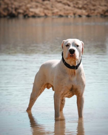 Photo de N�m�sis, Dogue argentin pure race