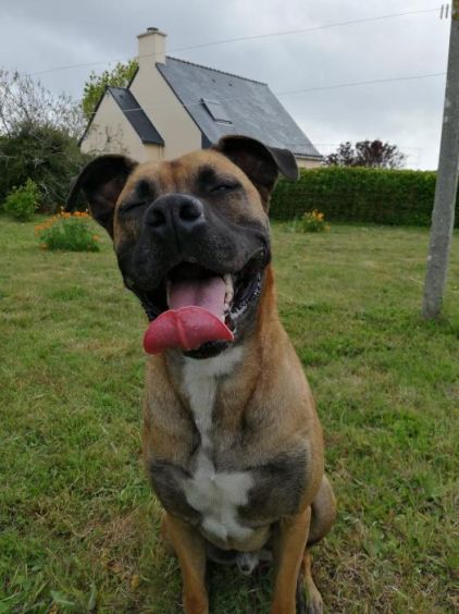 Photo de cobalt, Boxer crois� Berger Belge Malinois