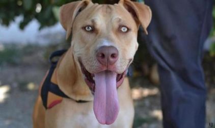 Photo de Sosa, Cane Corso crois� Braque hongrois
