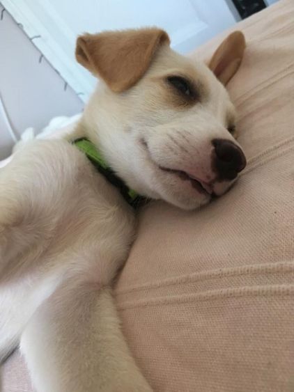 Photo de Pablo, Fox-terrier crois�