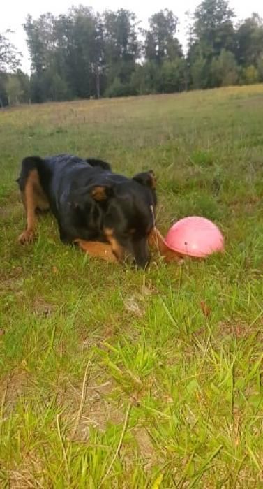 Photo d'Obelix, Beauceron crois� Border Collie