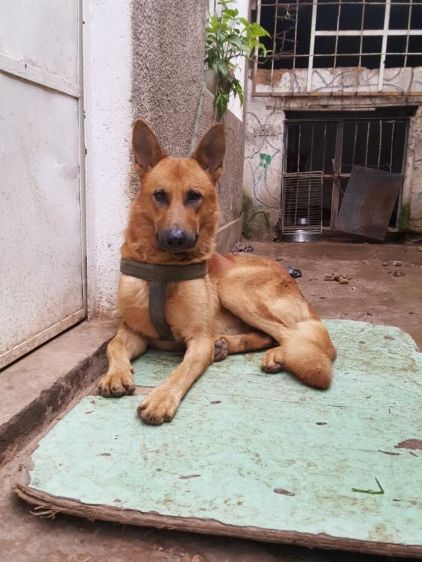 Photo de Tayson, Berger Allemand pure race
