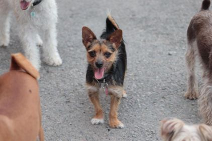 Photo de Gizmo, Chihuahua crois� Yorkshire terrier