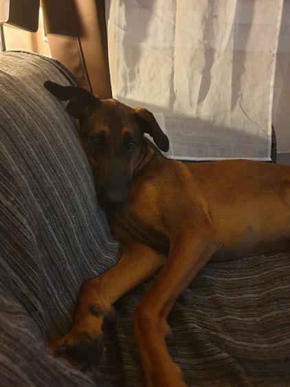 Photo de Stark, Berger hollandais crois� Dobermann