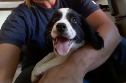 Photo de Perle, Border Collie crois� Epagneul breton