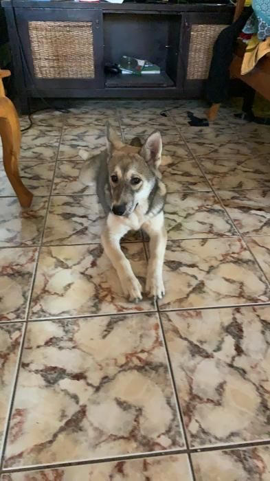 Photo de Princess, Husky pure race