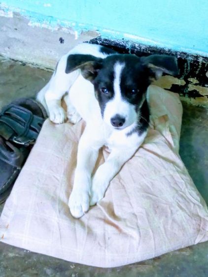 Photo de Markus, Berger Allemand crois� Pitbull