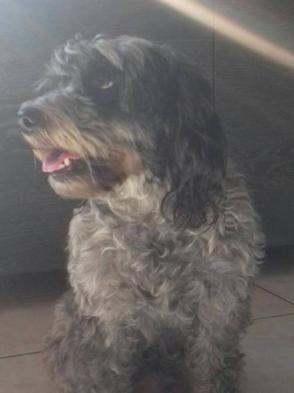 Photo de Chanelle, Bichon crois� Epagneul breton