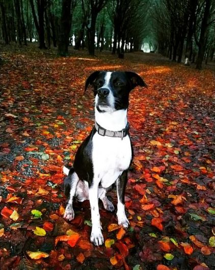 Photo de Oxia, Border Collie crois�