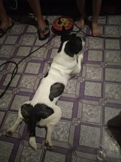 Photo d'yoh, Bouledogue fran�ais crois�