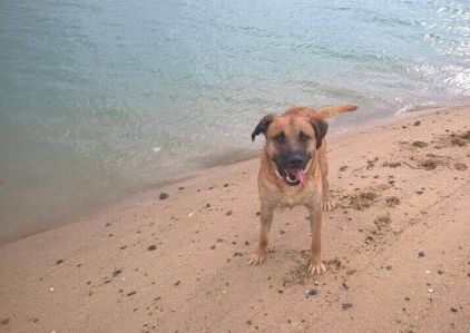 Photo de Ludo, Labrador Retriever crois� Berger Belge Malinois