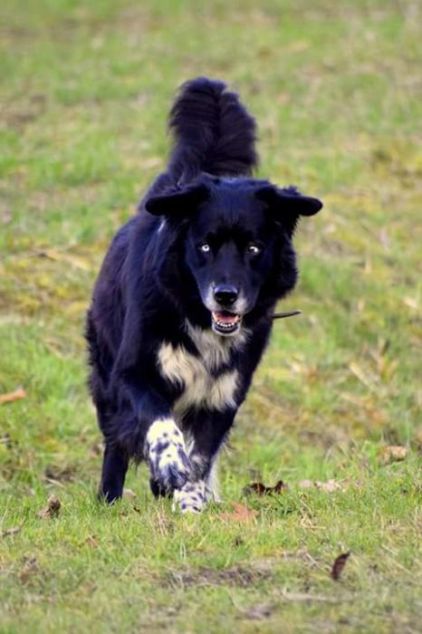 Photo de freedom, Malamute de l'Alaska crois� Labrador Retriever