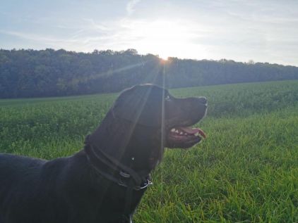 Photo de Bandit, Berger cr�ole crois�