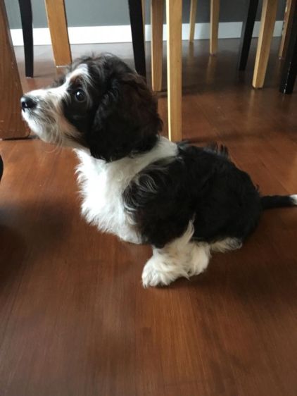 Photo de Cachou, Teckel crois� Caniche