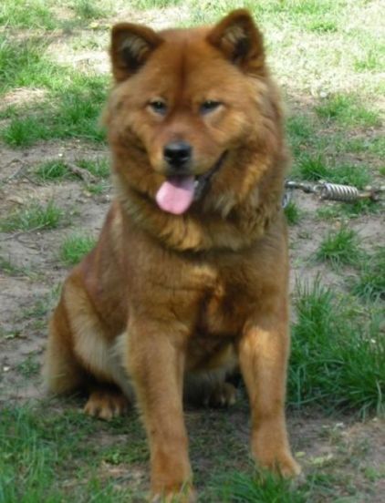 Photo de Peekie, Akita crois� Chow-chow