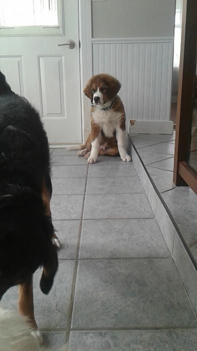 Photo de Diesel, Bouvier bernois crois� Saint-bernard
