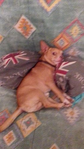 Photo de Yoda , Chihuahua pure race