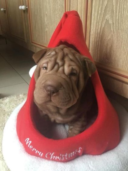 Photo de Osiris, Shar Pei pure race