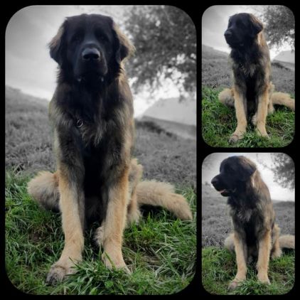 Photo de Orrhus, Leonberg pure race
