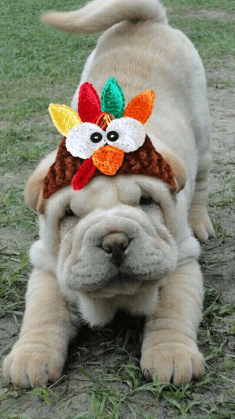 Photo de Newton, Shar Pei pure race