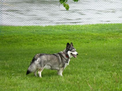 Photo de Mia, Welsh Corgi Pembroke crois� Husky