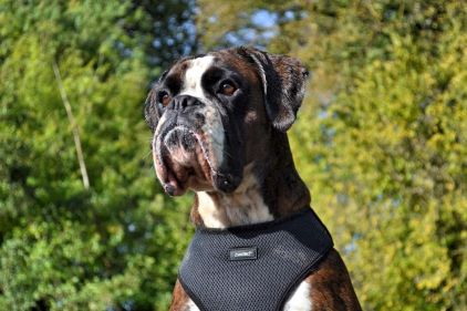 Photo de Nashka, Boxer pure race