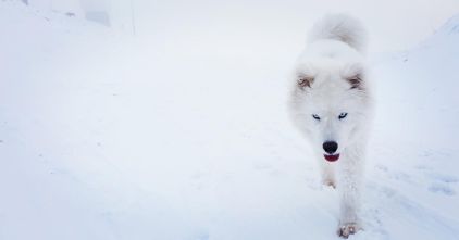 Photo de Phydji, Samoy�de crois� Husky