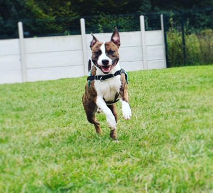 Photo de Iron, American Staffordshire terrier pure race