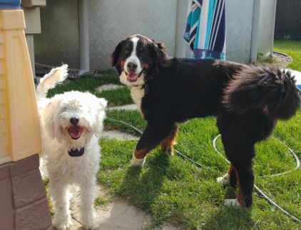 Photo de Barnab�, Border Collie crois� Caniche