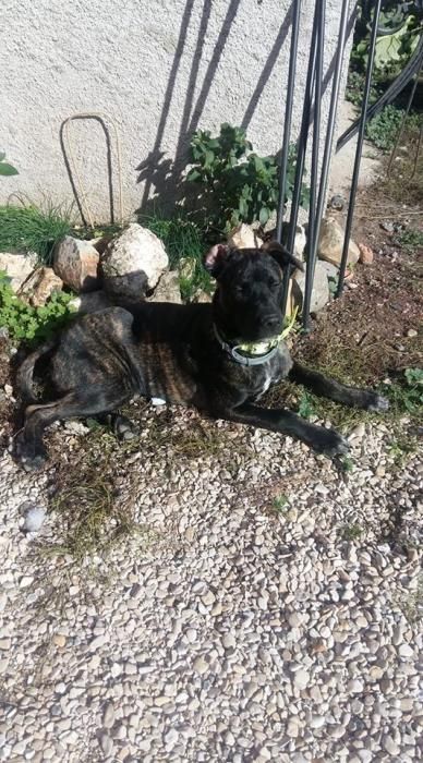 Photo de Polochon, Cane Corso crois� Berger Belge Malinois