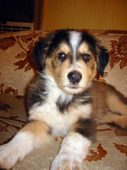 Photo de Paul, corniaud Saint-bernard Golden Retriever