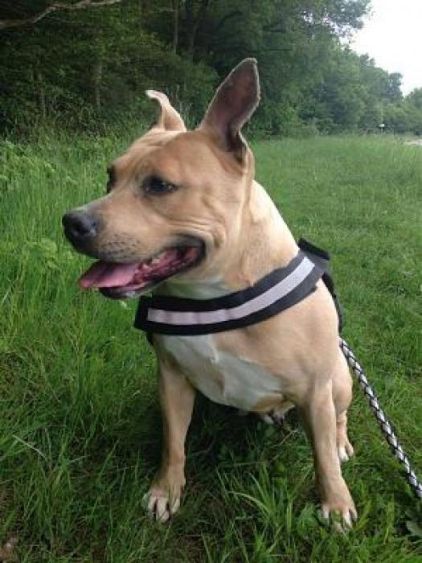 Photo de ZAYRA, American Staffordshire terrier pure race
