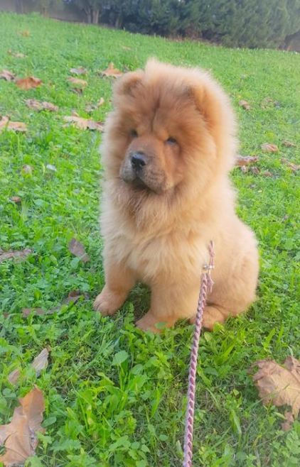 Photo de Princess Mei-Li, Chow-chow pure race