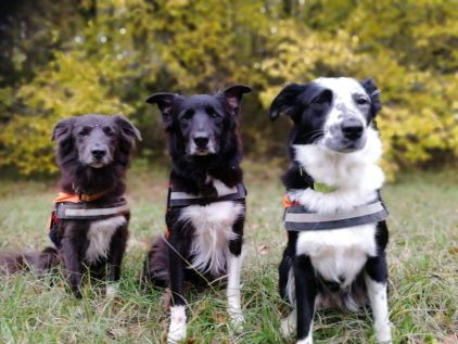 Photo de Les zinzins, Border Collie pure race