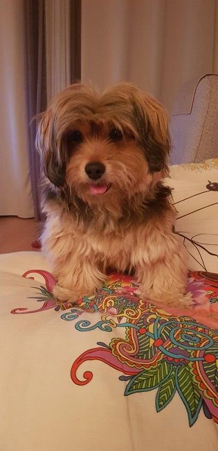 Photo de Fripon, Yorkshire terrier crois� Lhassa apso